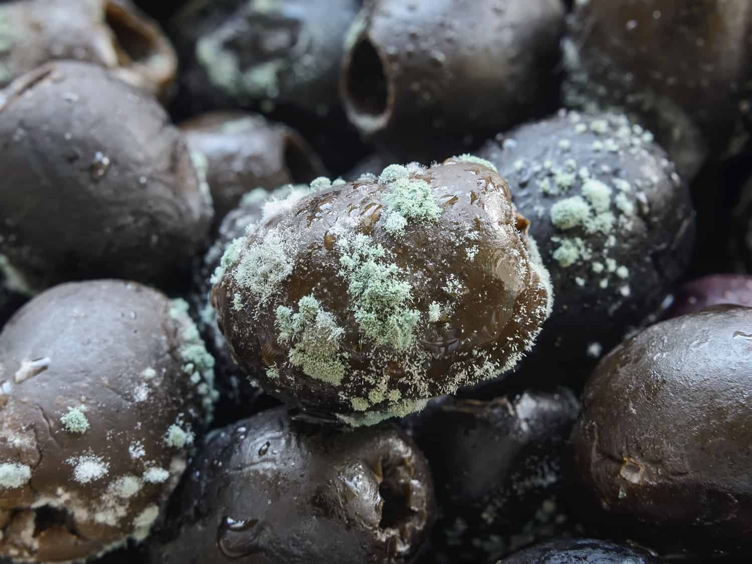 Macrophotography of spoiled olives with white green mold
