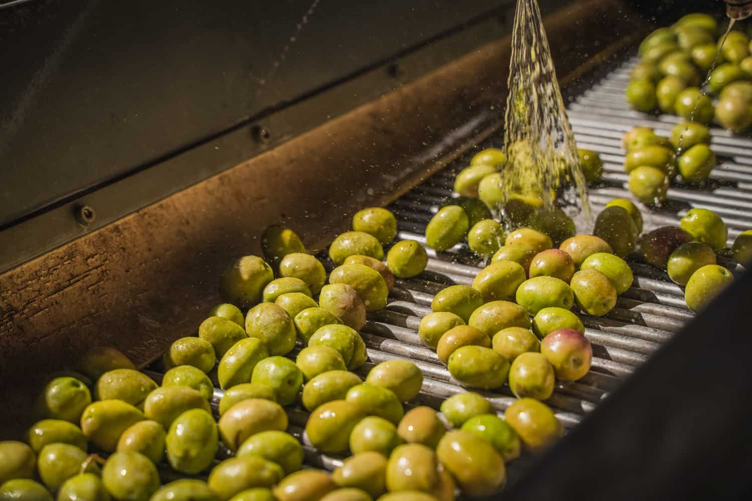 Olives get washed in production line for being olive oil