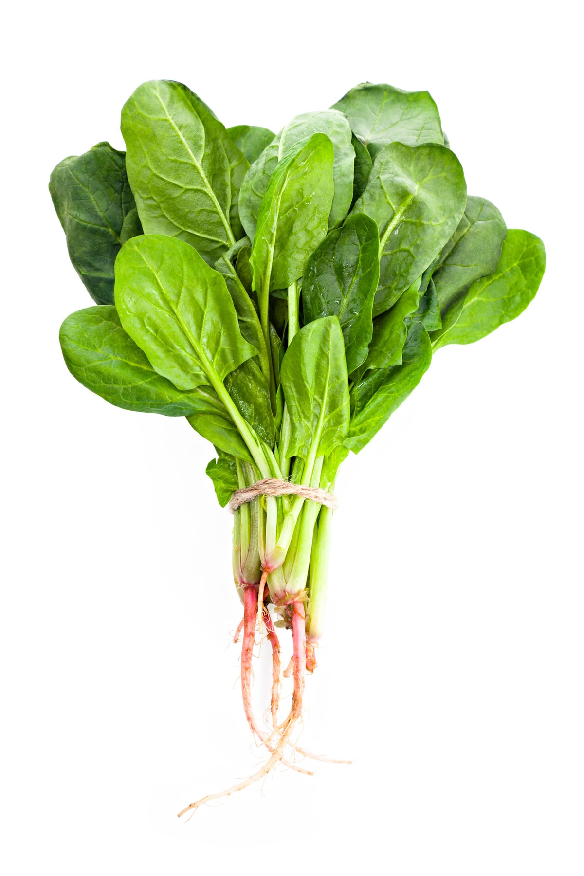 isolated bunch of spinach