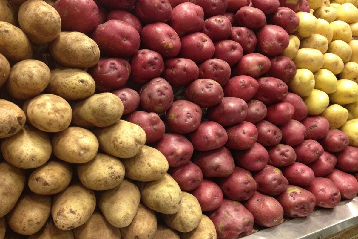 A big pile of potatoes at a market