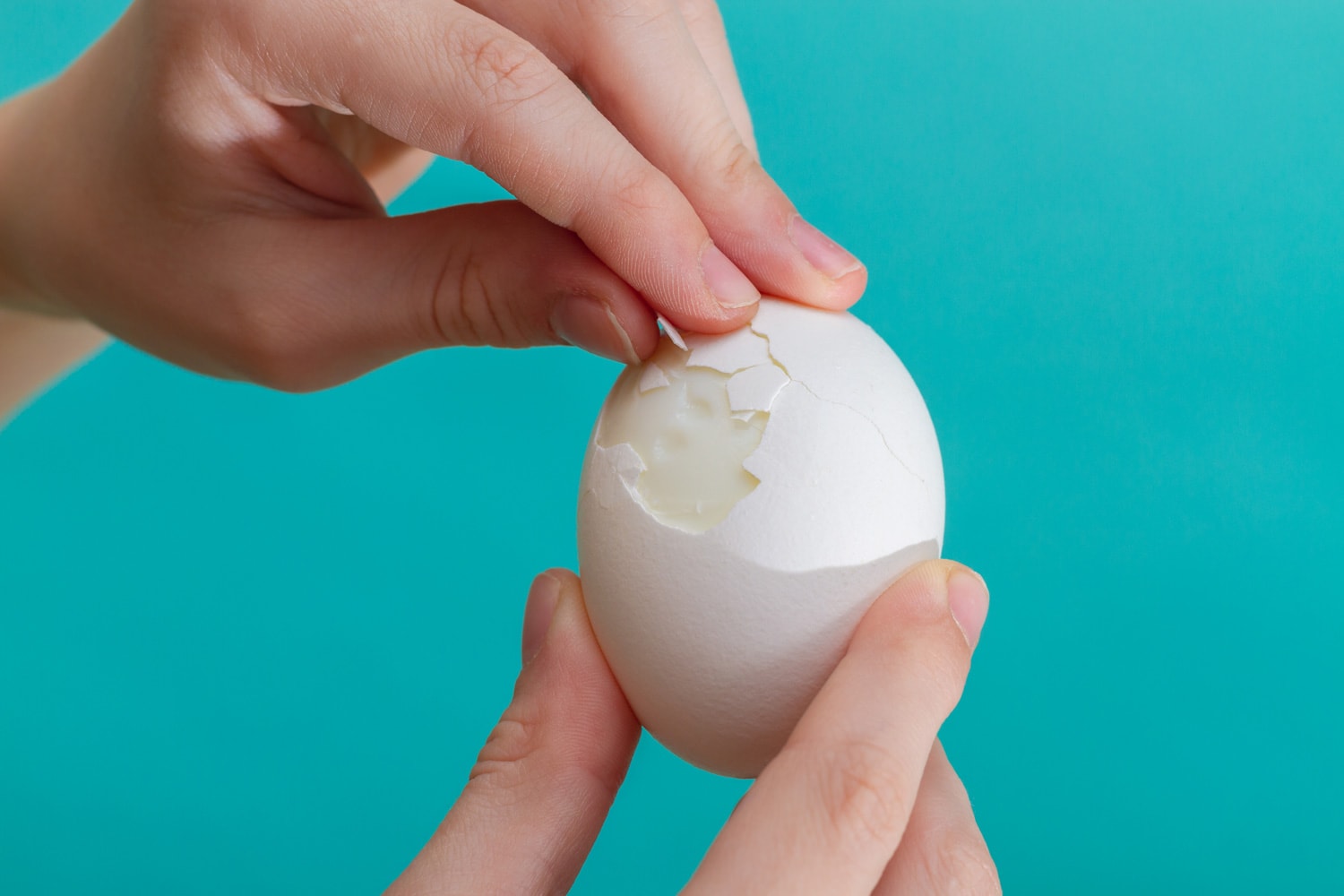 Clean the chicken white egg with your hands. Blue background
