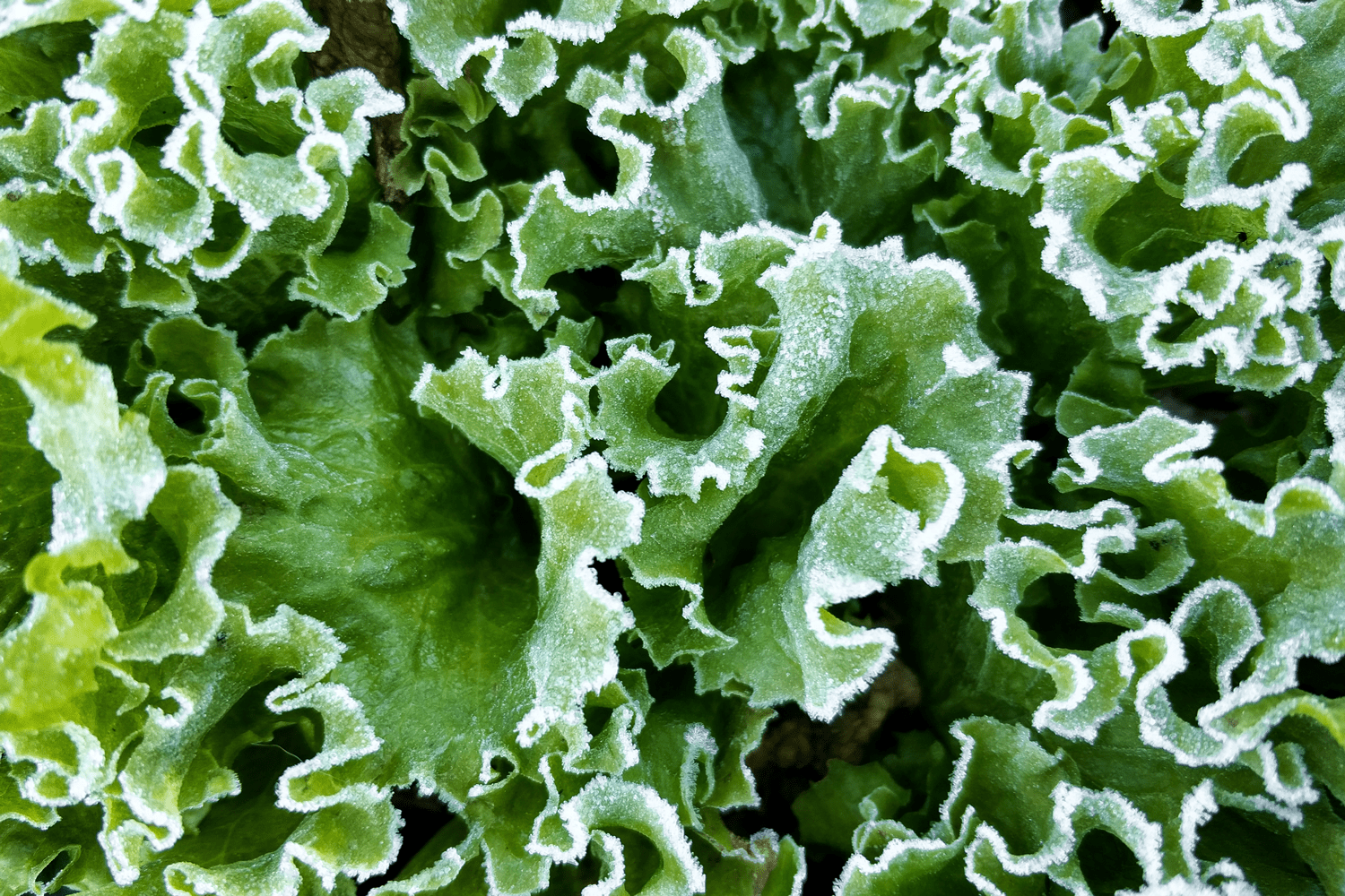 Close-up of green lettuce leaves in the frost. Cold temperatures. Autumn morning.