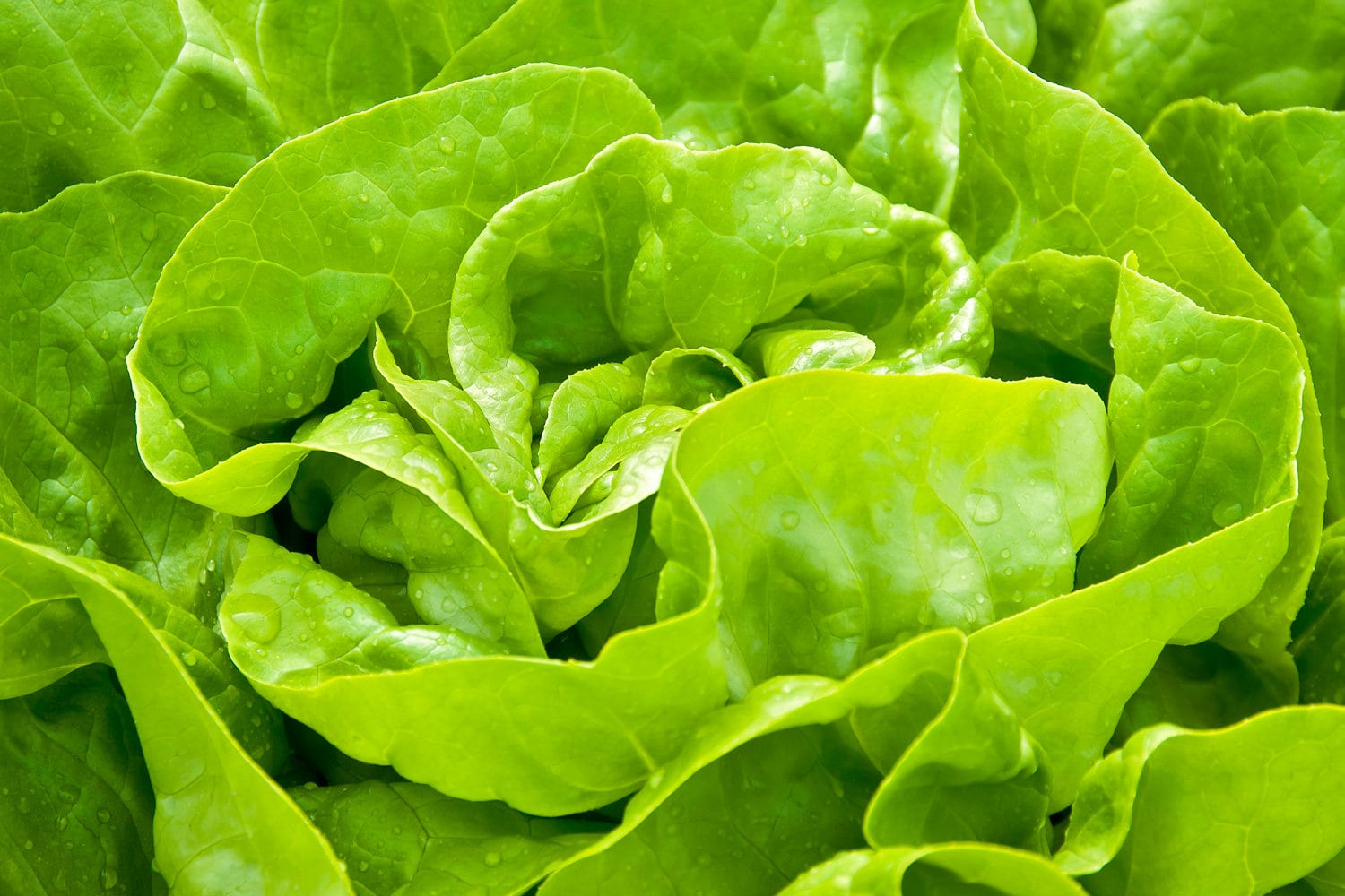 Close-up of homegrown organic green Lettuce