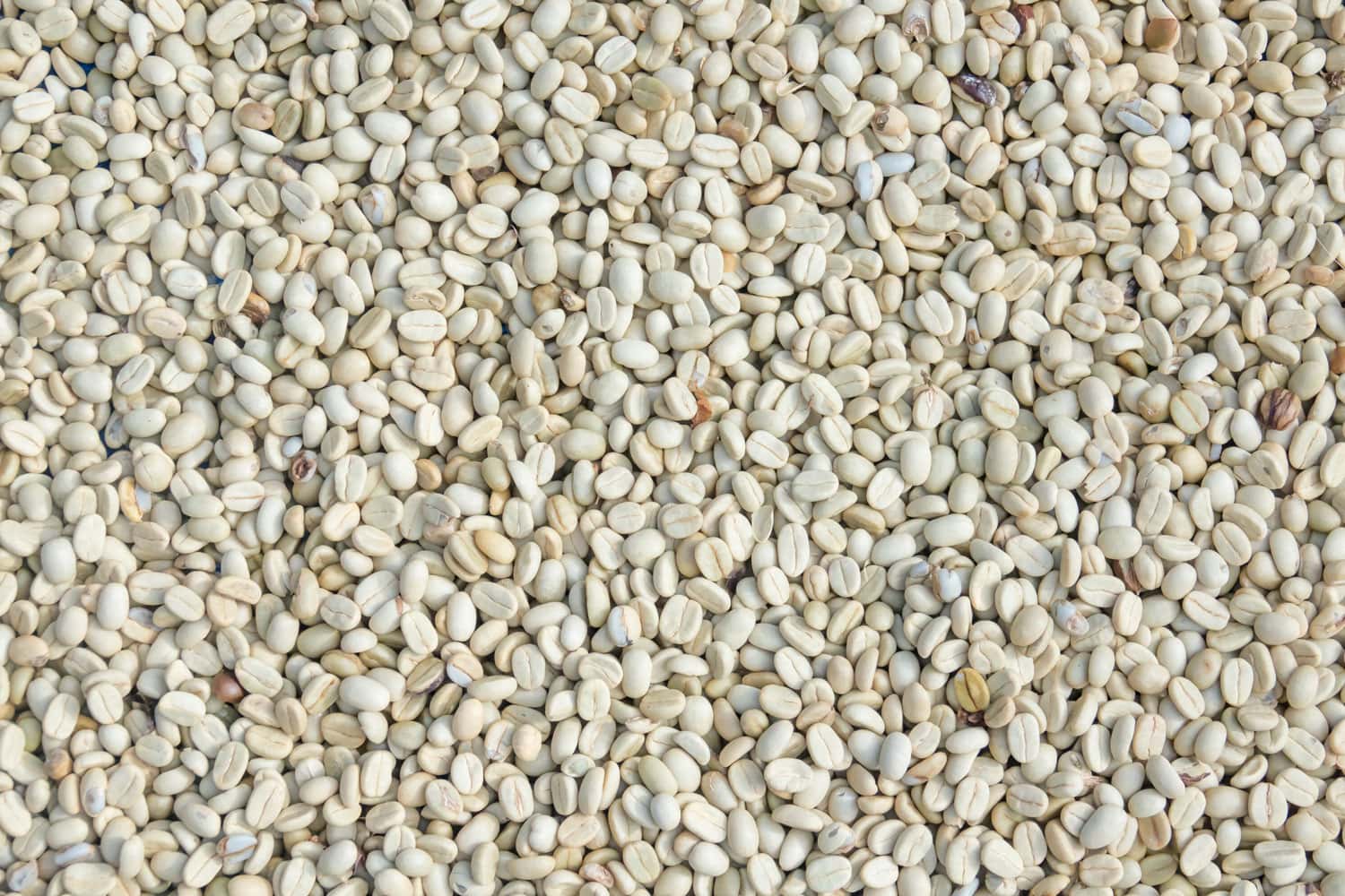 Coffee White Beans
