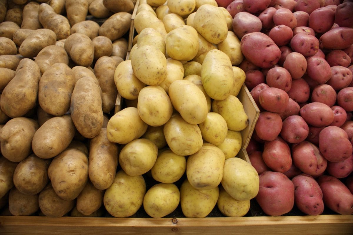 Different kiinds of potatoes displayed at a market
