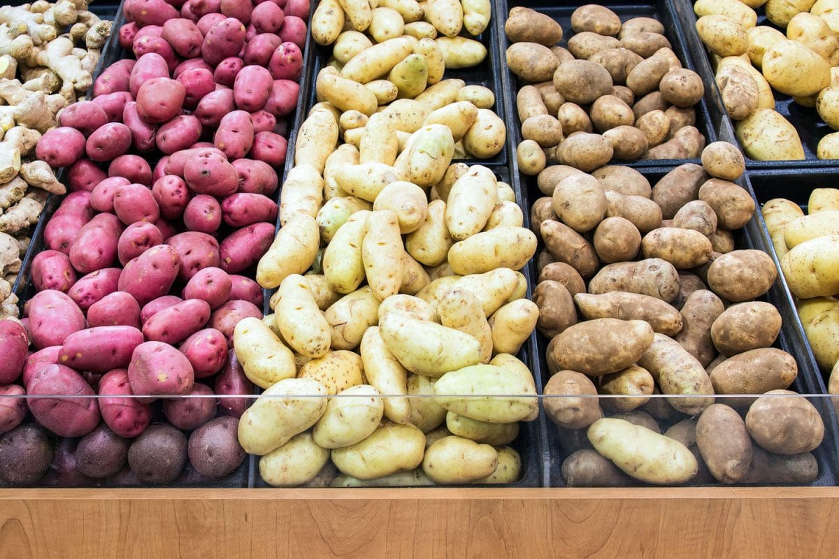Trays of different varieties of potatoes