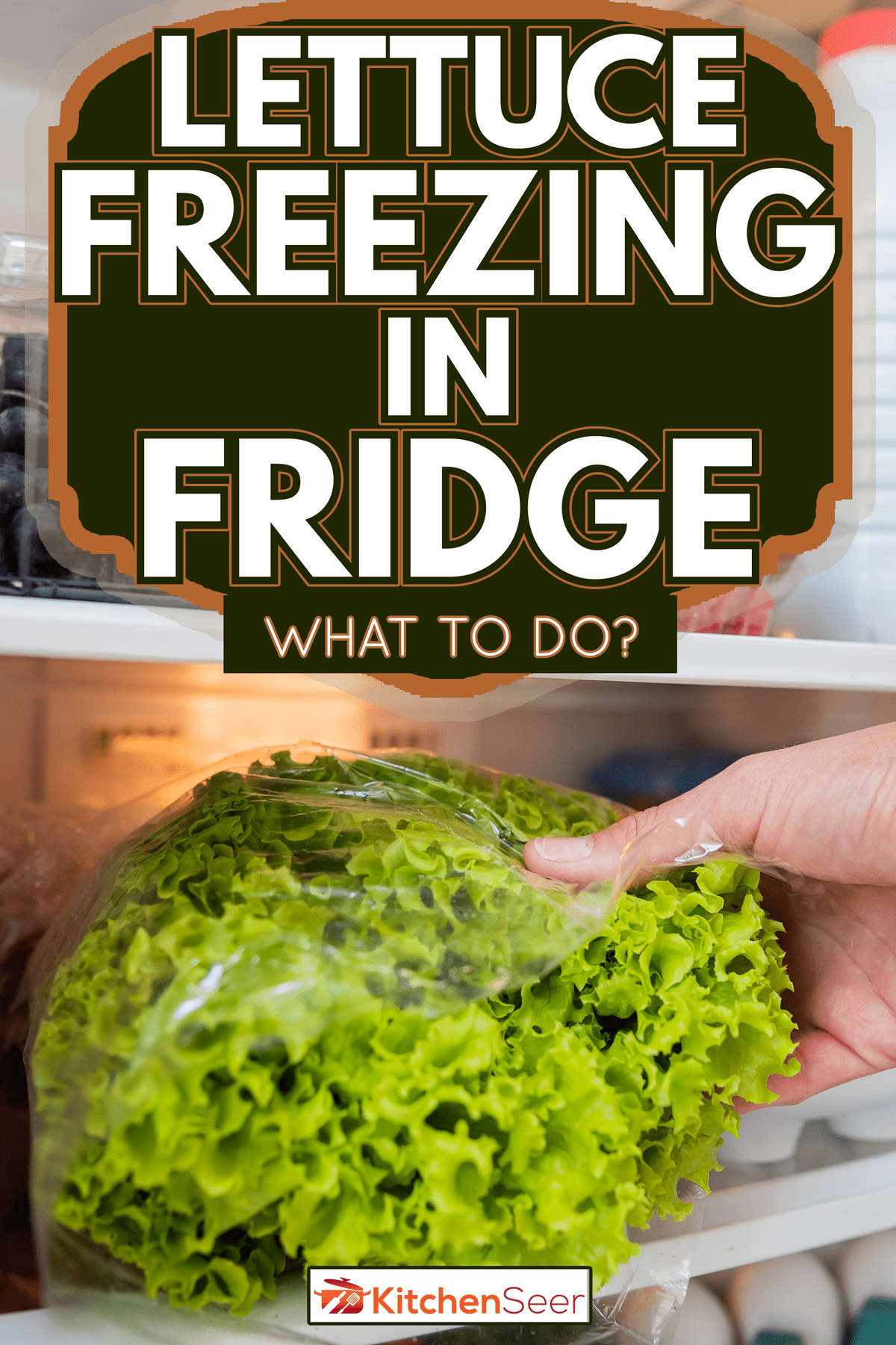 lettuce in plastic bag - Lettuce Freezing In Fridge - What To Do