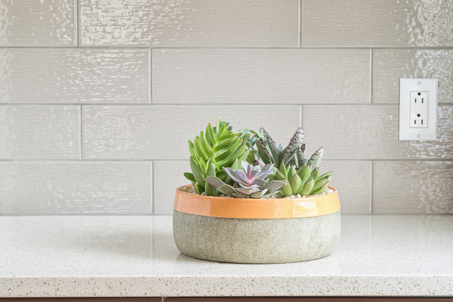 Decorative plants on granite counter-top