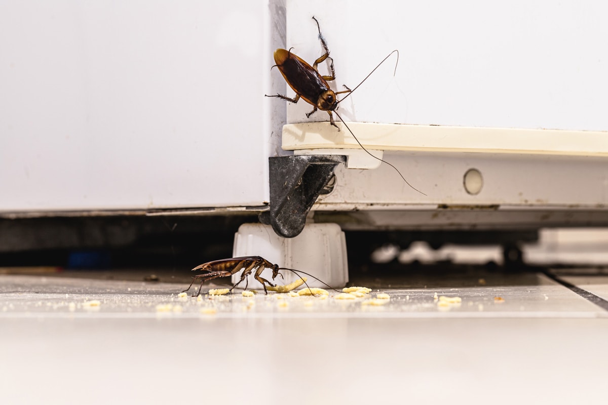 Cockroaches crawling near the refrigerator