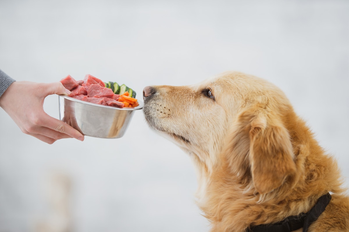 A super cute golden coloured dog is smelling a bowl of food that his owner is holding.