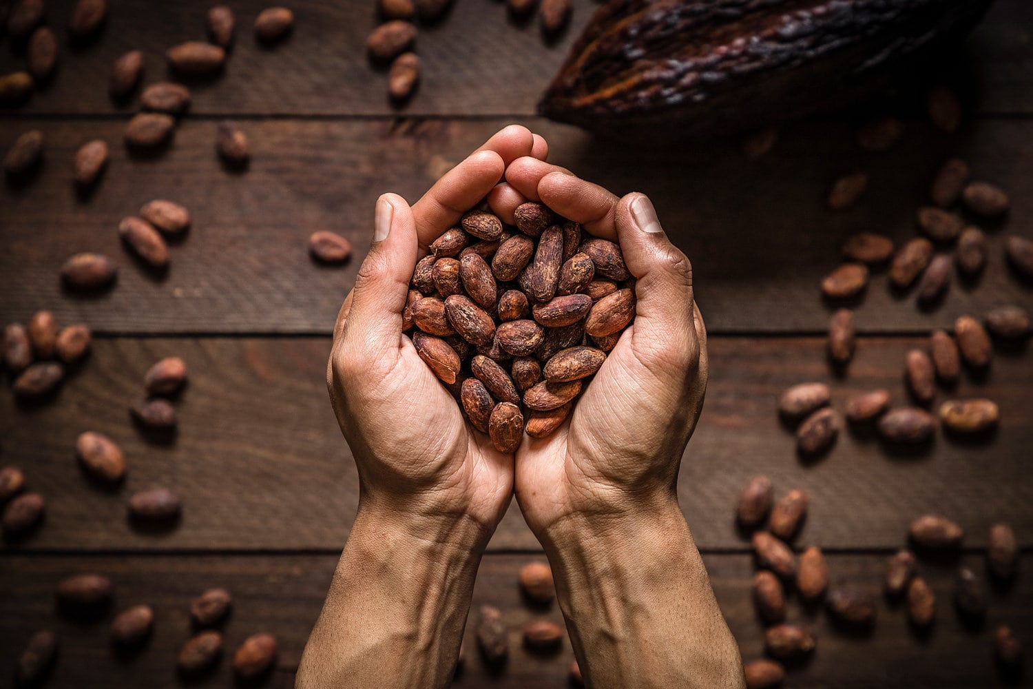 Human hands holding cocoa beans