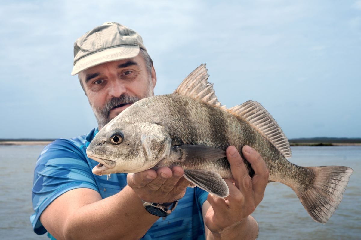 A fisherman is holding a fish black drum (Pogonias cromis) against the sea