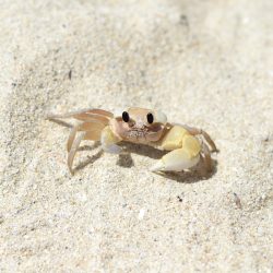 Atlantic ghost crab at Doc Let beach in Vietnam, Can You Eat Atlantic Sand Crab? [Yes! Here's How To Prepare It!]