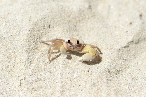 Read more about the article Can You Eat Atlantic Sand Crab? [Yes! Here’s How To Prepare It!]