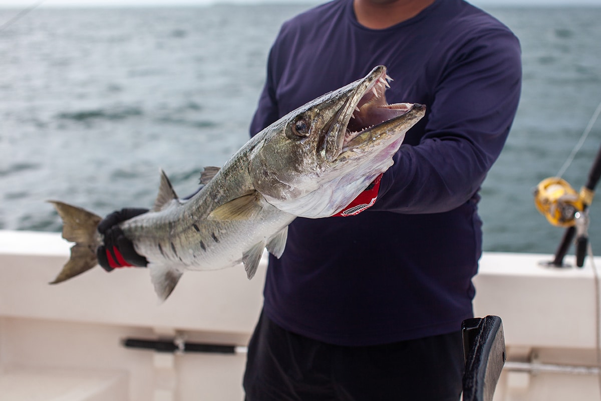 Fishing charter guide holds up a barracuda