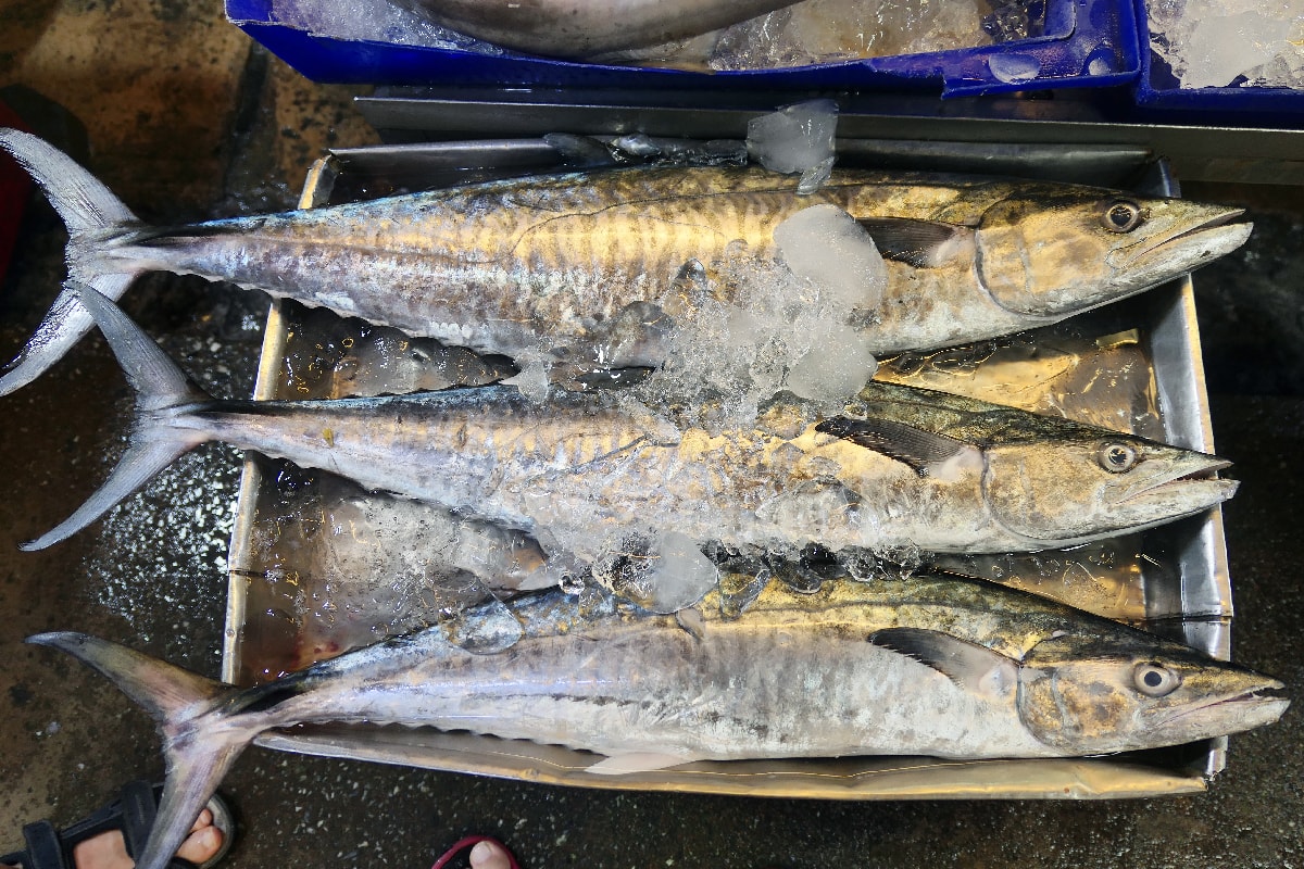 Fresh barracuda at a market