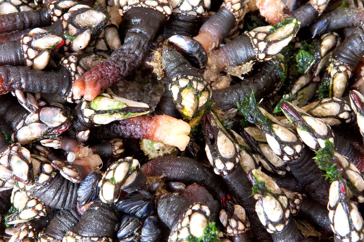 Fresh goose neck barnacles or galician barnacles