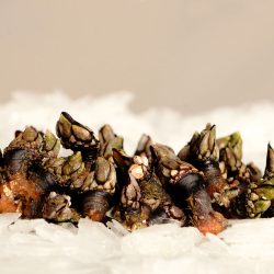 Galician barnacles on a layer of ice and an ocher, Can You Eat Barnacles? [& How To Prepare Them]