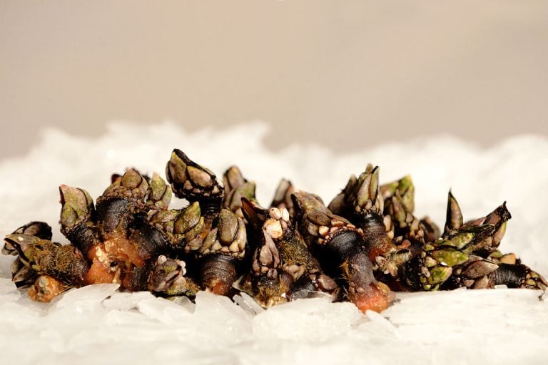 Galician barnacles on a layer of ice and an ocher, Can You Eat Barnacles? [& How To Prepare Them]