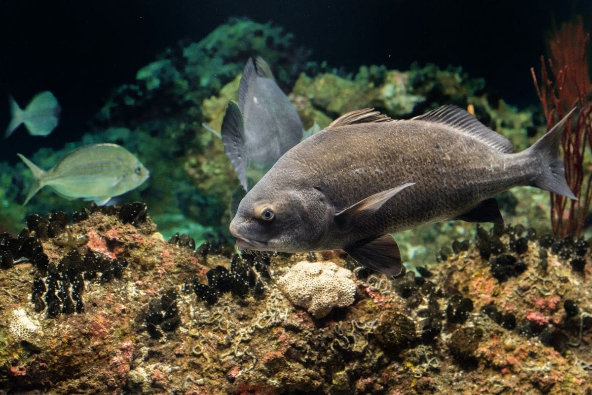 Pogonias Cromis Black drum atlantic ocean fish underwater close up portrait