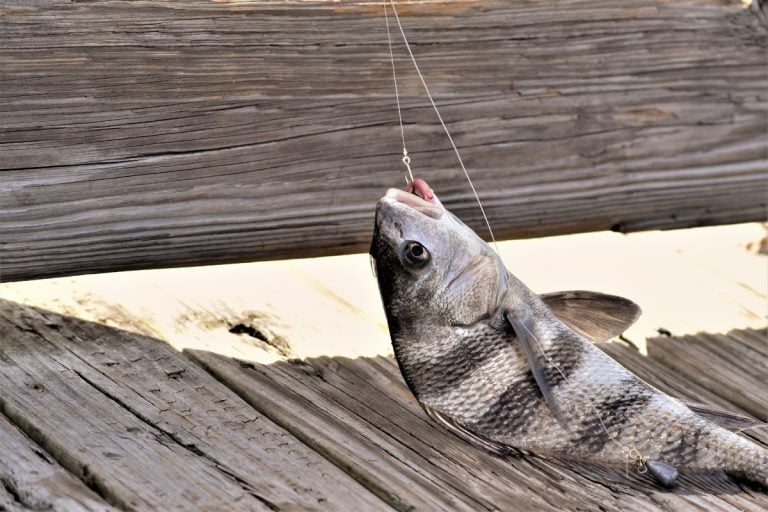 Portrait of a dying Black Drum fish caught with a hook where the line, lead and some blood can be seen. - Can You Eat A Black Drum Fish? [Yes! Here's How To Prepare It!]