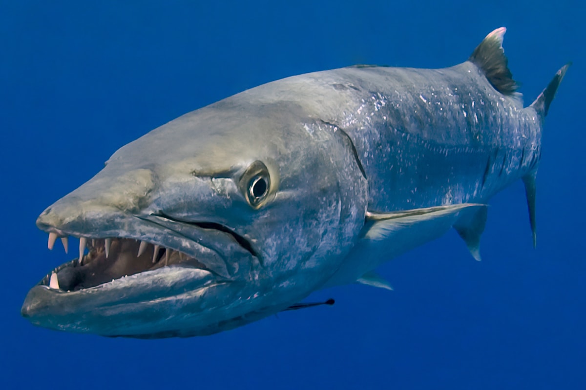 Tropical and subtropical saltwater fish the barracuda