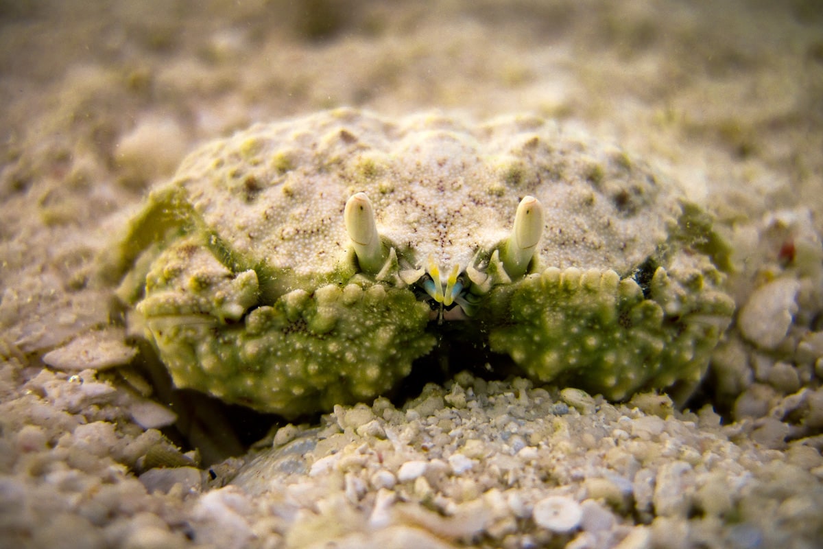 Xanthidae Coral reef crab in Maldives 