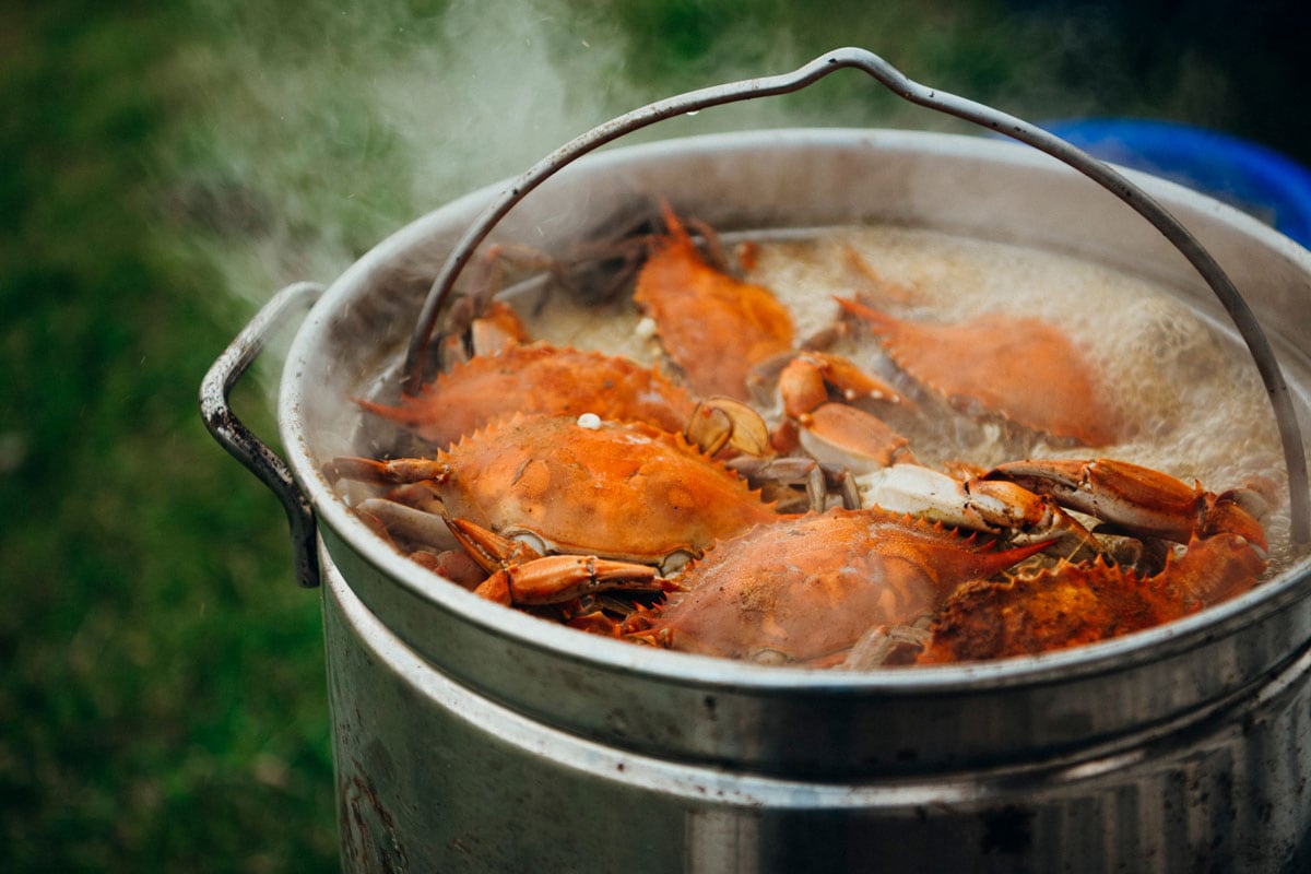 cooked-blue-crabs-boil-giant-pot