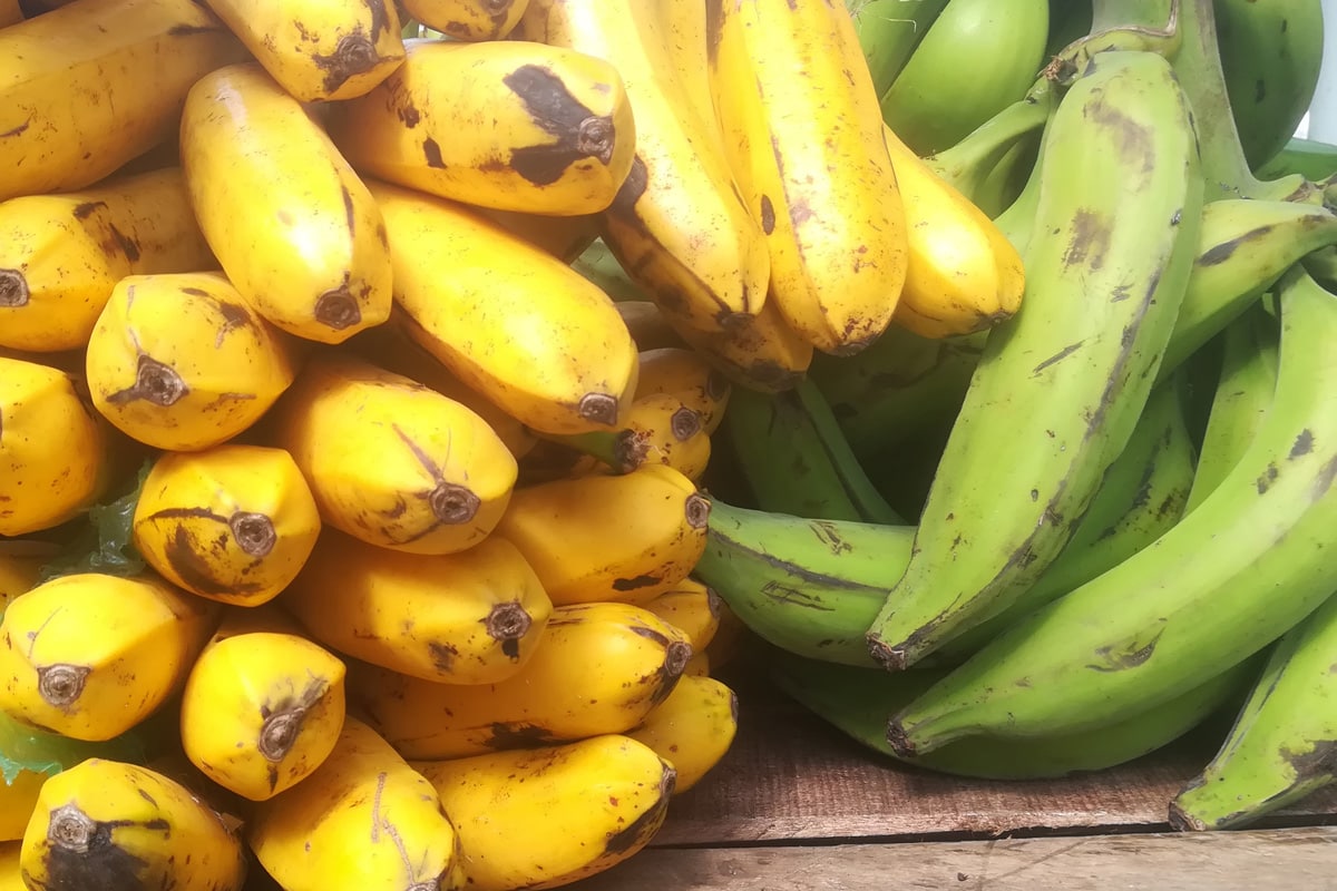 Green and yellow plantain bunches