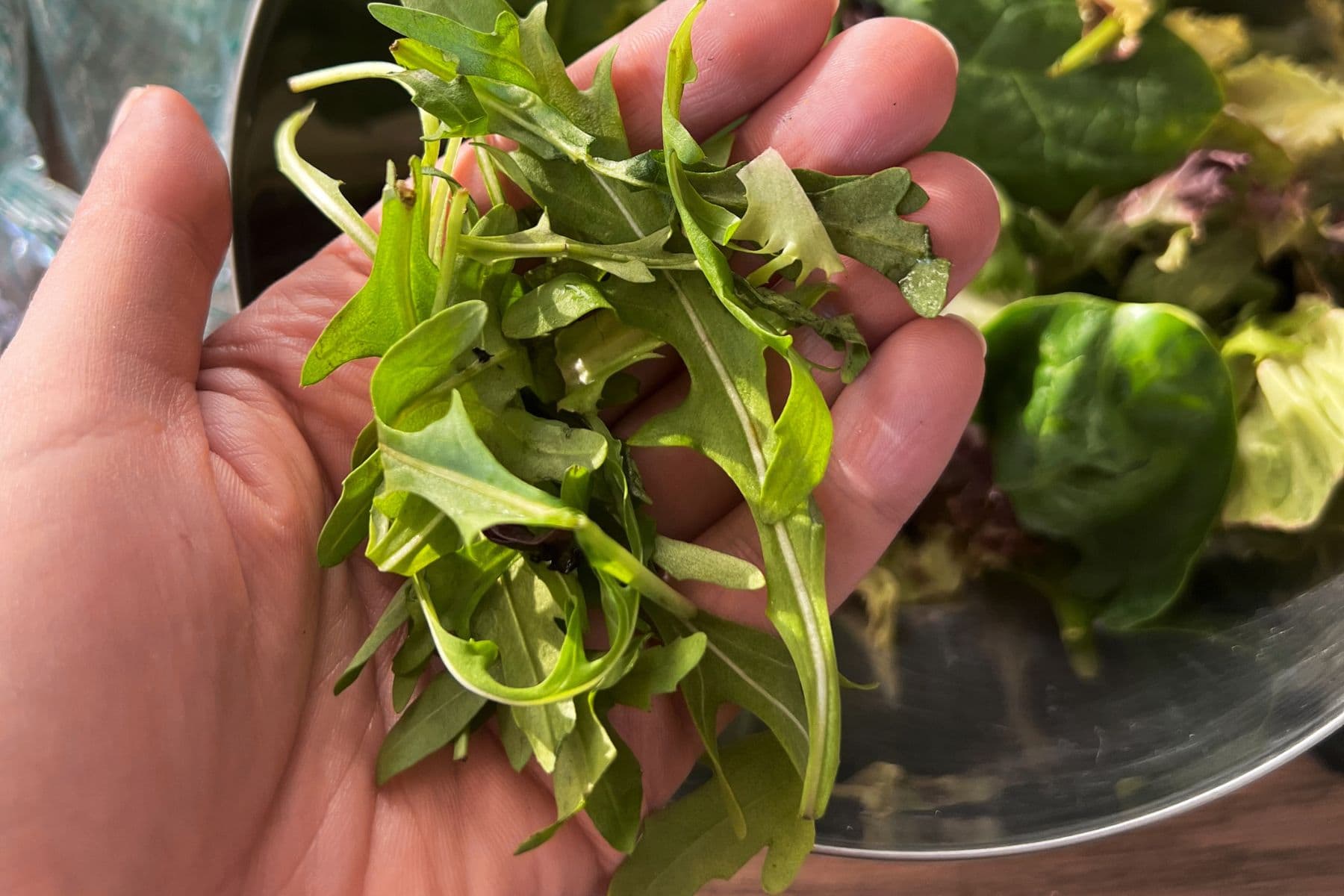 Hand holding a fresh harvest of green plants of arugula. Healthy eating. Diet. Vegan food. . High quality photo 