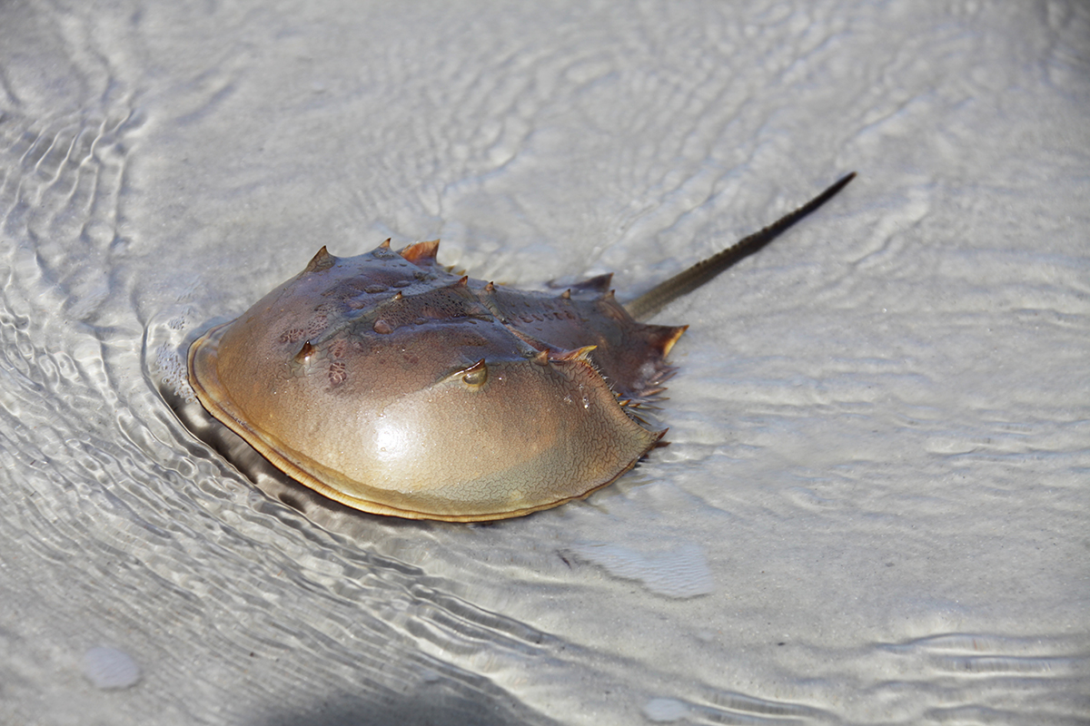 Horseshoe crab in a shallow water