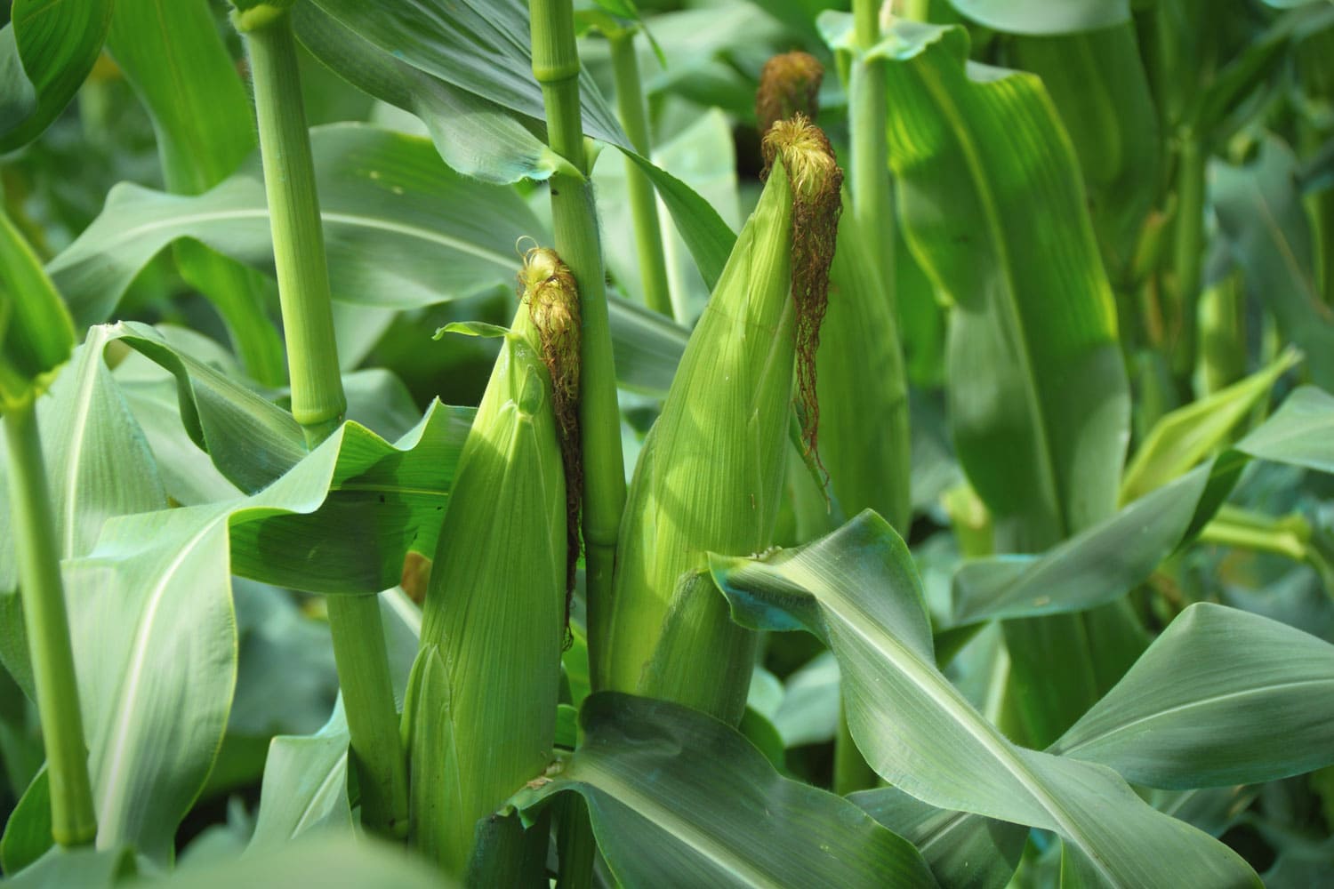 Corn cob close-up 