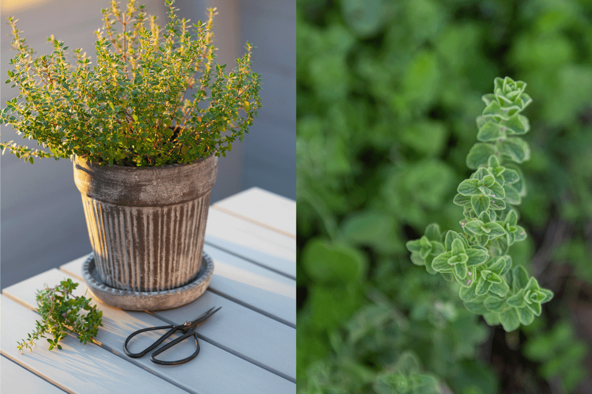 Collaged photo of rosemary and thyme in the garden