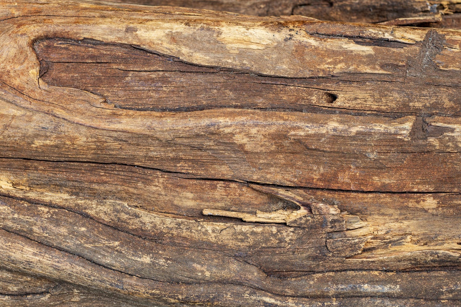 Closeup texture of bark of an African Black Ebony tree